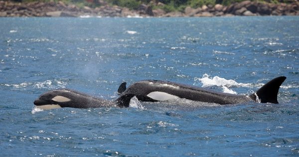 orcas-ilhabela-3-conexao-planeta