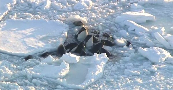 orcas-presas-em-gelo-flutuante-na-costa-do-japao-preocupam-especialistas-em-vida-marinha-foto-reproducao-de-video