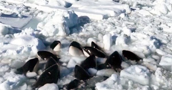 orcas-presas-por-blocos-de-gelo-flutuante-no-japao-foto-reproducao-video