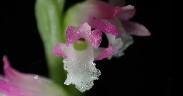 orquidea-japao-4-conexao-planeta