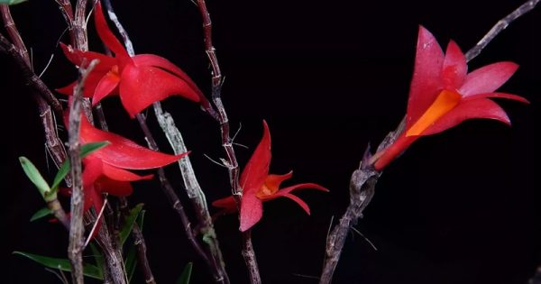 orquidea-topo-vulcao-especies-2023-Yanuar-Cahyo-abre-conexao-planeta