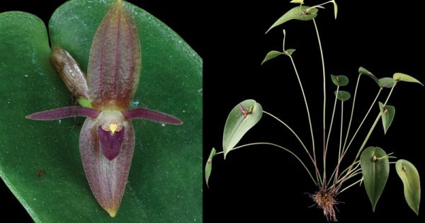 orquideas-costa-rica-karremans-et-al-conexao-planeta