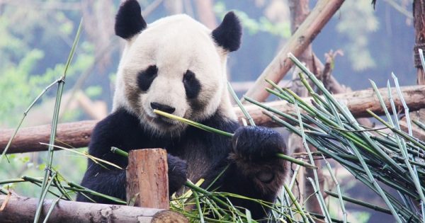 Panda gigante (ainda) em risco