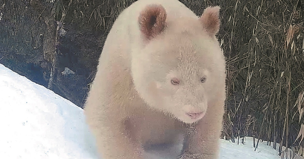 panda-albino-macho-conexao-planeta