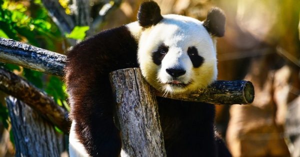 panda-gigante-800