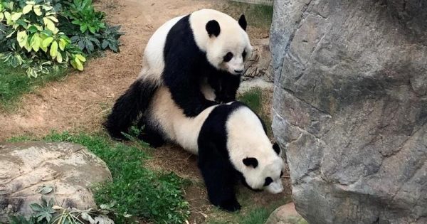 pandas-aproveitam-a-quarentena-zoologico-hong-kong-1