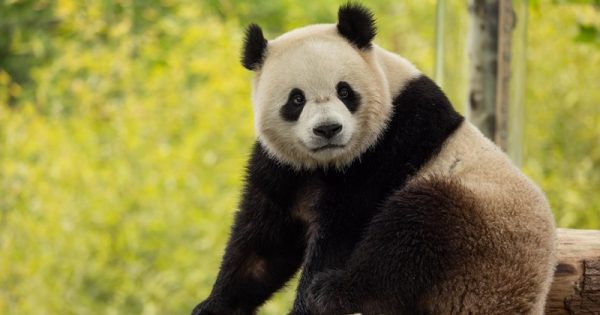 pandas-denuncias-roshan-patel-smithsonian-conexao-planeta