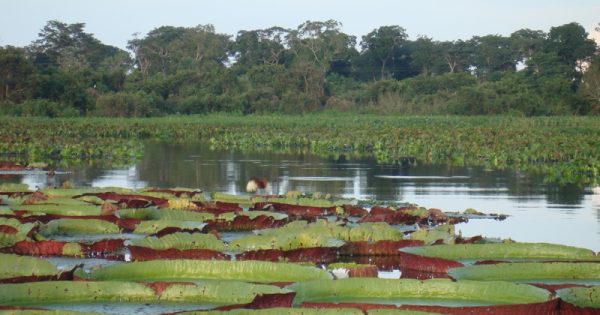 Pantanal