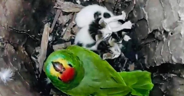 papagaio-adocao-filhotes-gato-conexao-planeta