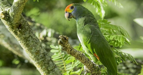 papagaio-chaua-alagoas-sylvio-adalberto-conexao-planeta