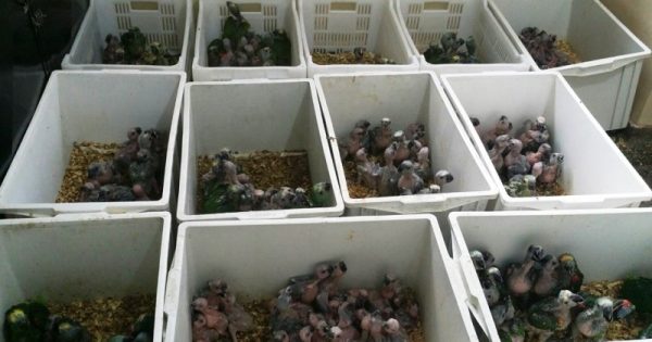 papagaios-verdadeiros-resgatados-trafico-animais-conexao-planeta