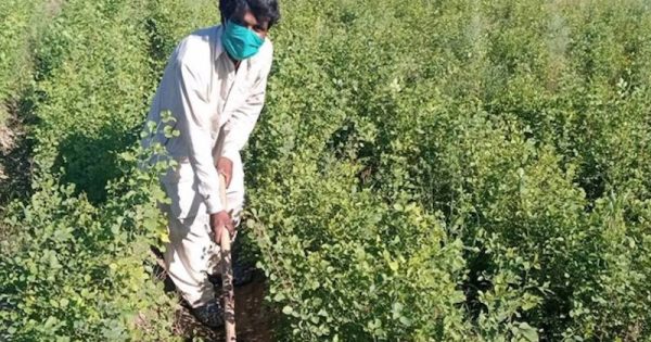 paquistao-contrata-cidadaos-desempregados-pandemia-plantar-arvores0-foto-tree-billion-tsunami