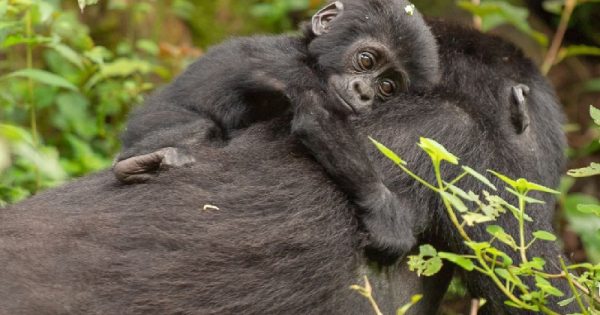 parque-nacional-uganda-comemora-numero-surpreendente-nascimento-gorilas-montanha-2-conexao-planeta