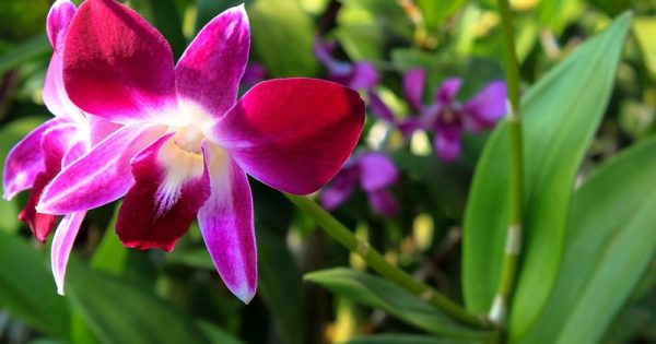 Paulistanos ganham exposição e oficinas gratuitas sobre orquídeas e bromélias no final de semana
