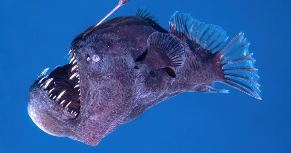 peixe-abissal-conhecido-como-diabo-negro-e-avistado-pela-primeira-vez-em-plena-luz-do-dia-foto-reproducao-video1