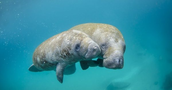 peixe-boi-patrimonio-para-noaa-conexao-planeta