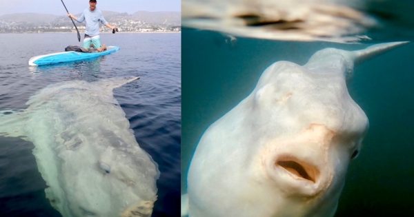 peixe-lua-gigante-surpreende-atletas-em-laguna-beach-california-foto-matt-reproducao-instagram1