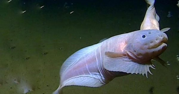 peixe-mais-profundo-abre-conexao-planeta