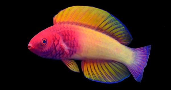 peixe-maldivas-conexao-planeta