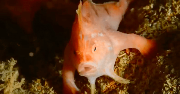 peixe-mao-rosa-tasmania-foto-reproducao-video5