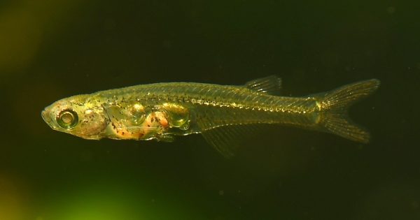 peixe-minusculo-som-jato-senckenberg-britz-conexao-planeta