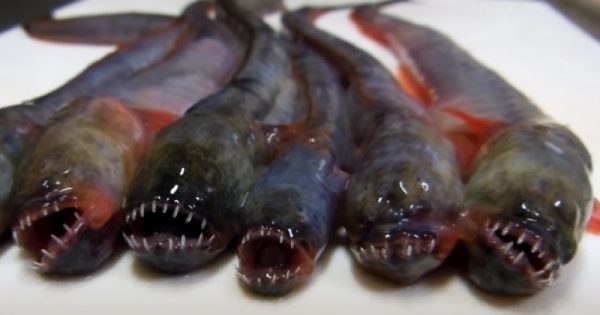peixe-vivo-indignacao-prato-asiatico-conexao-planeta