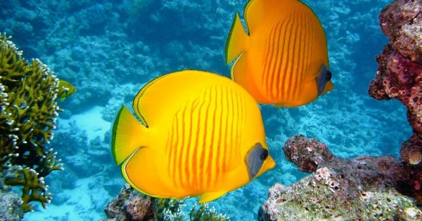 peixes-menos-coloridos-recifes-corais-conexao-planeta