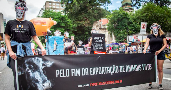 pelo-fim-da-exportacao-de-animais-vivos-ato-pacifico-foto-mercy-for-animals-brasil2