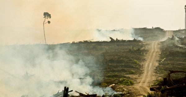 PepsiCo, Nestlé, Unilever, Procter & Gamble e McDonald’s são acusados de conivência com desmatamento, denuncia ONG internacional