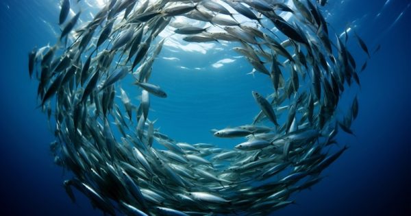 perda-memoria-coletiva-peixes-freepik-conexao-planeta