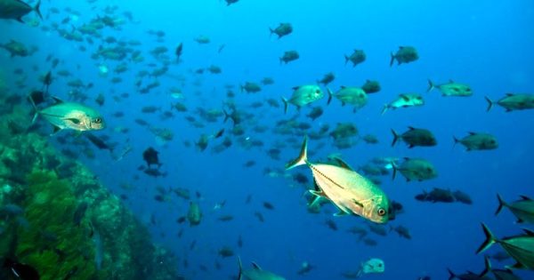 pesca-descontrolada-em-recifes-foto-ronaldo-francini-filho