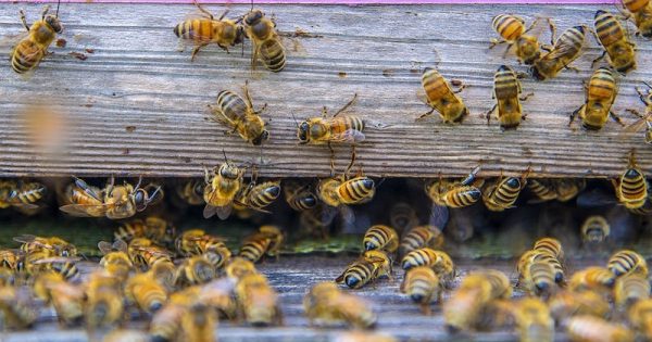 pesquisadoras-desenvolvem-tecnica-menos-agressiva-para-detectar-agrotoxicos-em-abelhas-polen-e-mel-foto-rawpixel-usgovernment-dominio-publico