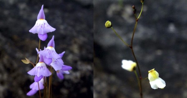 pesquisadores-identificam-novas-especies-plantas-carnivoras-da-amazonia-foto-divulgacao-1b