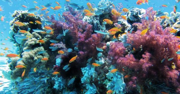 pesquisadores-restauram-corais-australia-800