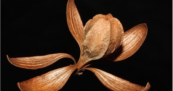 pesquisadores-revelam-em-numeros-diversidade-plantas-amazonia-webdoor-conexao-planeta