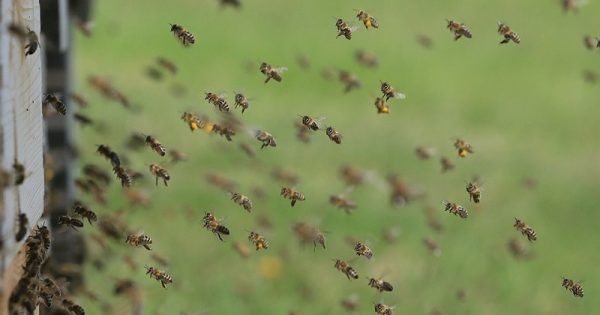 pesticidas-abelhas-voo-conexao-planeta