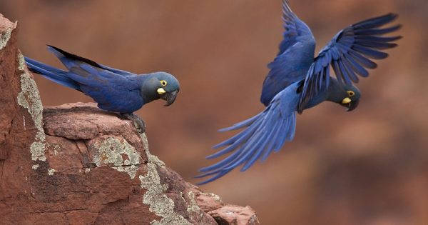 peticao-arara-azul-lear-conexao-planeta