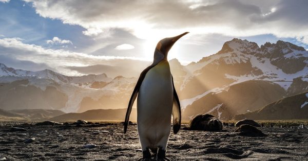 pinguim-imperador-extincao-abre-conexao-planeta