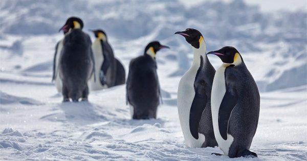 pinguin-imperador-conexao-planeta