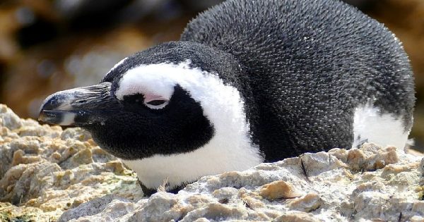 pinguins-africanos-gripe-aviaria-conexao-planeta