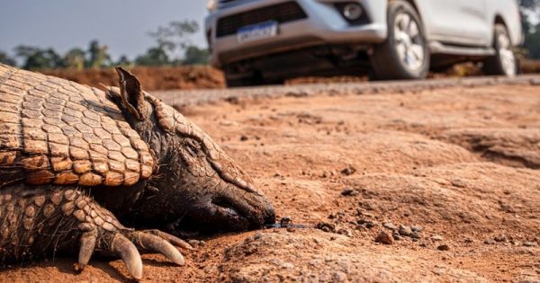 pl-passagens-fauna-Proteção Animal Mundial-Tom-Svesson-conexao-planeta
