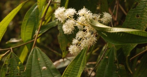 planta-coloniza-areas-desmatadas