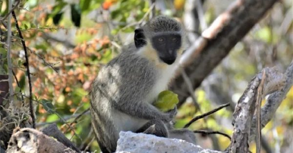 polemica-abate-macaco-ilha-caribe-conexao-planeta