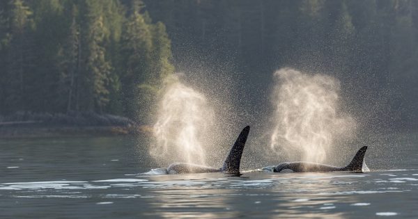 Poluição química nos oceanos pode matar 50% da população das baleias orcas