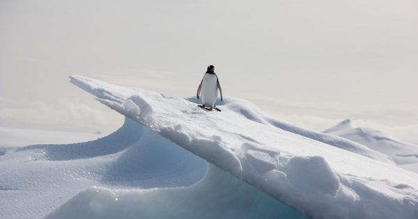 populacao-pinguins-cai-antartica-conexao-planeta