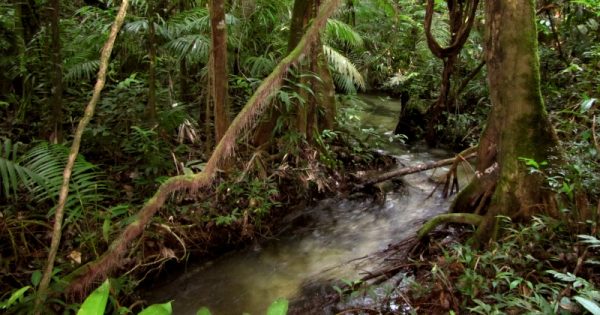 por-que-rios-amazonicos-sao-fundamentais-igarapes-webdoor