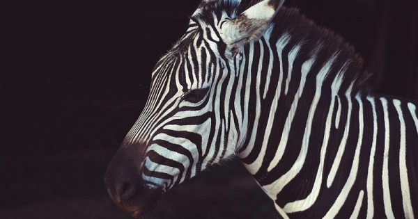 por-que-zebras-sao-listradas-abre-conexao-planeta