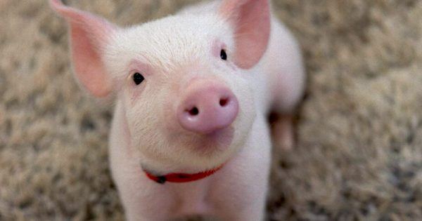 por-tras-de-cada-bacon-e-presunto-existe-um-porquinho-como-a-tootie-foto-reproducao-campanha-animals-australia