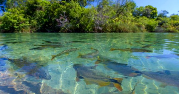 porque-preservar-a-agua-limpa-de-bonito-foto-marcos-amend