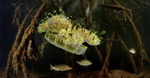 Mangrove restoration Project - Bonaire